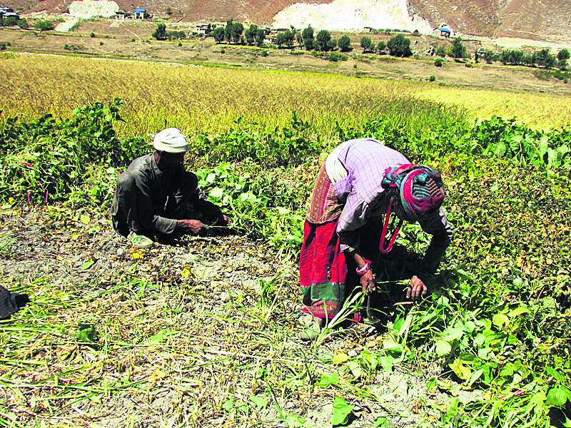 Roads bring prosperity to Jumla bean farmers